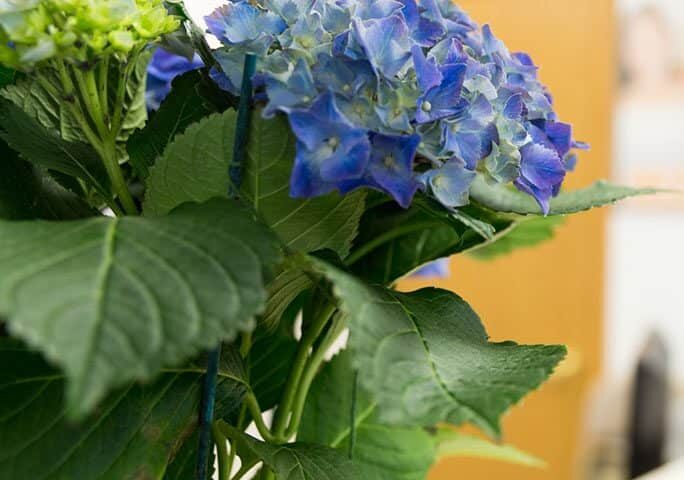 Flower Display in the Reception Area of Gentle Family Dentists - Tour Our Office | West Liberty, IA, North Liberty, IA, and Muscatine, IA